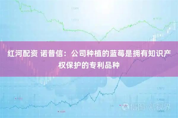 红河配资 诺普信：公司种植的蓝莓是拥有知识产权保护的专利品种
